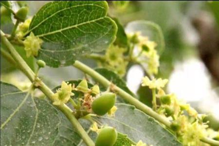 枣树开花什么气味