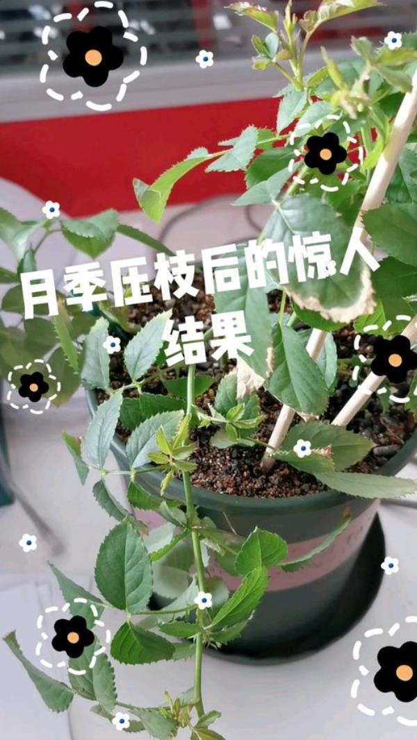 月季什么时候压枝