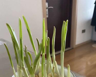 种植蒜苗怎么写提纲