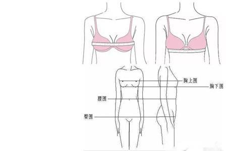 胸围的abcd是怎么区分的