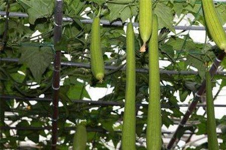 中伏丝瓜种植技术