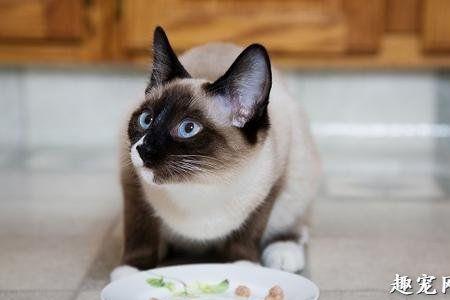 猫咪不吃东西怎么解决
