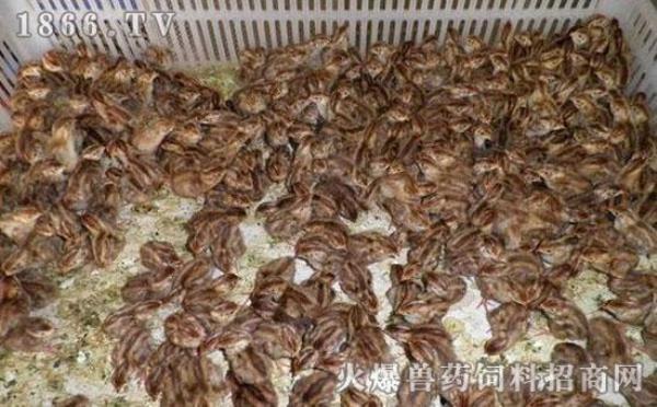 家庭鹌鹑的养殖方法