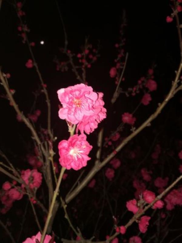 灯光夜色独自赏花说说心情