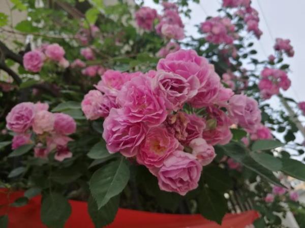 一簇簇的同义词是什么