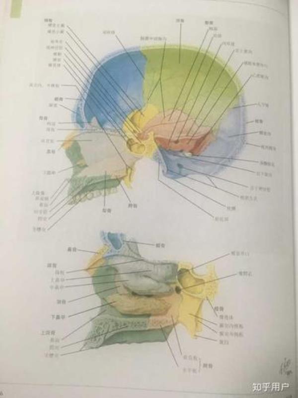 所有人都有蝶骨吗
