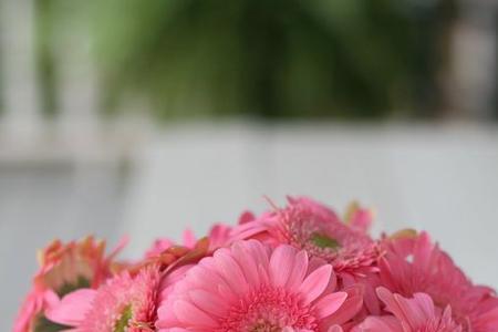 非洲菊图片花语