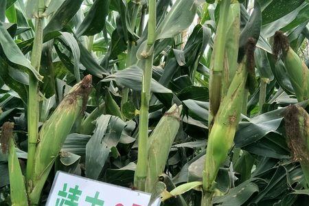 靖单96玉米品种怎么样