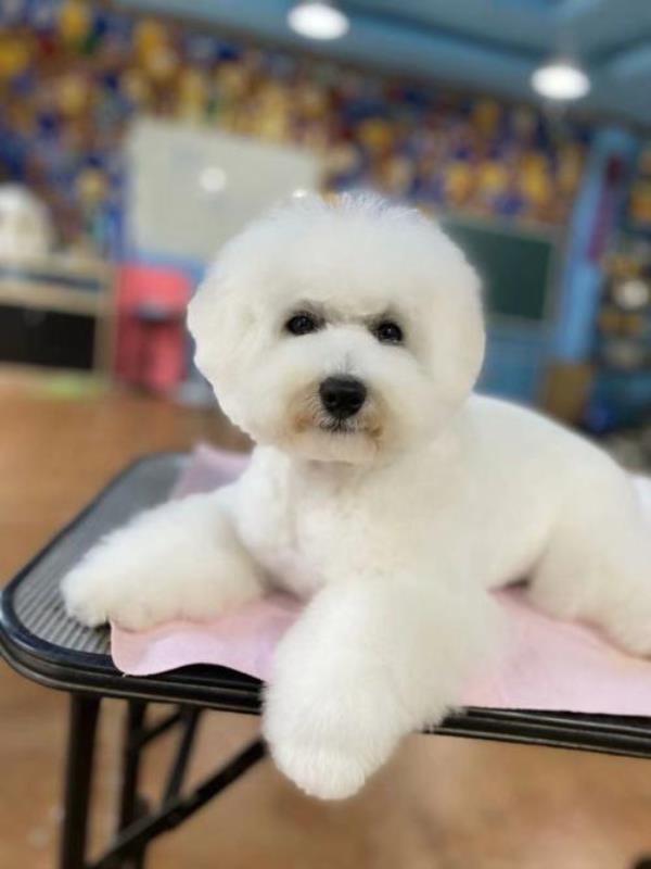 成年比熊犬的样子
