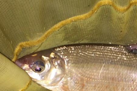 河里青尾鲴鱼用什么饵料最好