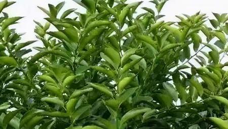 柑橘树环剥脱枝法