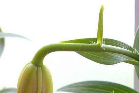 百合几月份开花一年开几次