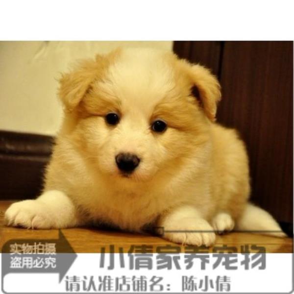 夏天能不能给边牧幼犬吹空调