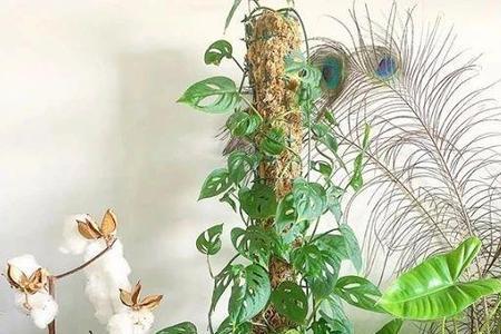 花多多2号可以给龟背竹用吗