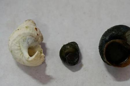 福寿螺收购价目表