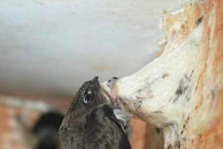 黄雀繁殖用明窝还是暗窝