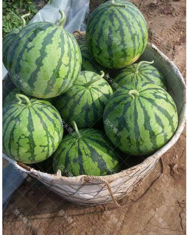 金牌甜王十大品种
