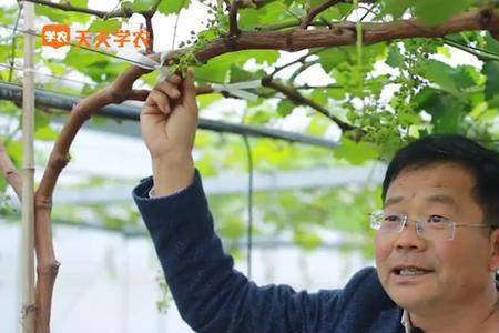 独龙葡萄主蔓留几米
