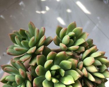 多肉在室外北方9度可以吗