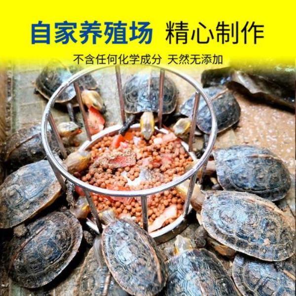 一年安缘龟一次吃多少龟粮