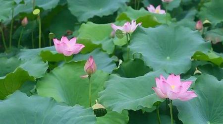 他人观花不涉我目出自