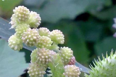 苍耳有几种