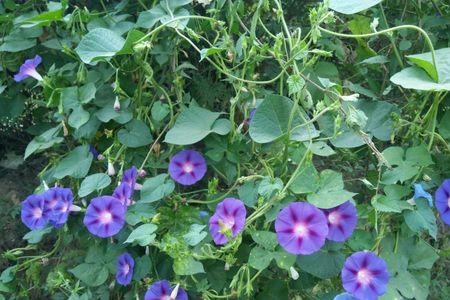 牵牛花的花朵像什么一年级