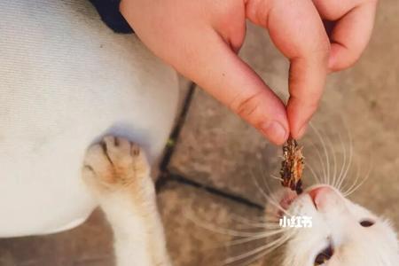 收养流浪猫对原住猫的影响