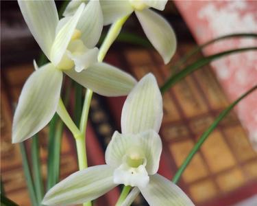 雪人兰花花期