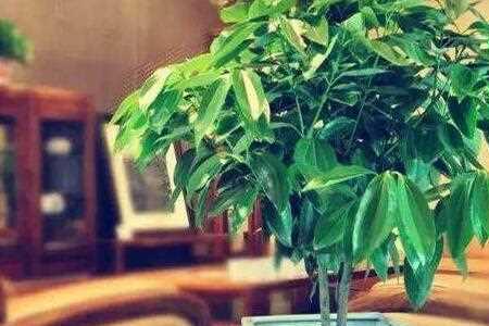 桂花树和平安树土一样吗