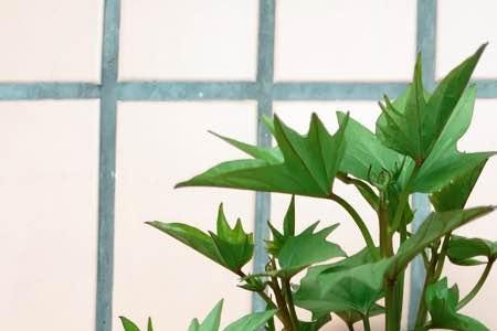 红薯发芽了怎么种盆栽