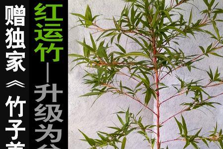 红竹盆景寓意