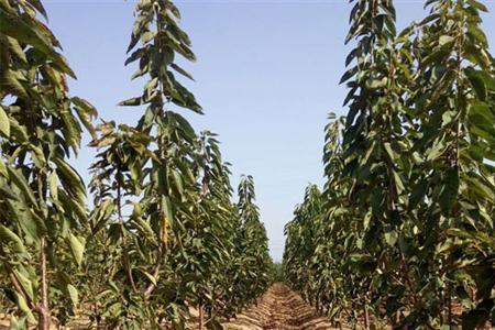 缩节胺在大樱桃树上的使用方法