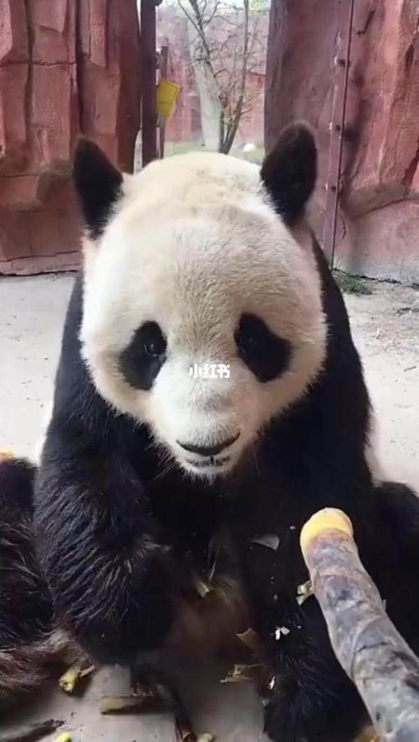 熊猫吃竹笋为什么左右咬