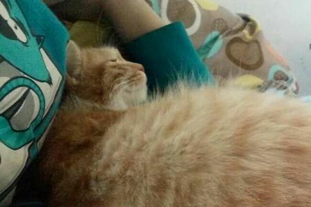 母猫怀孕10天最明显的征兆