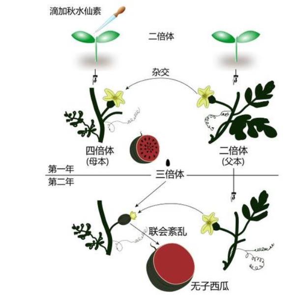 什么是易位（高中生物