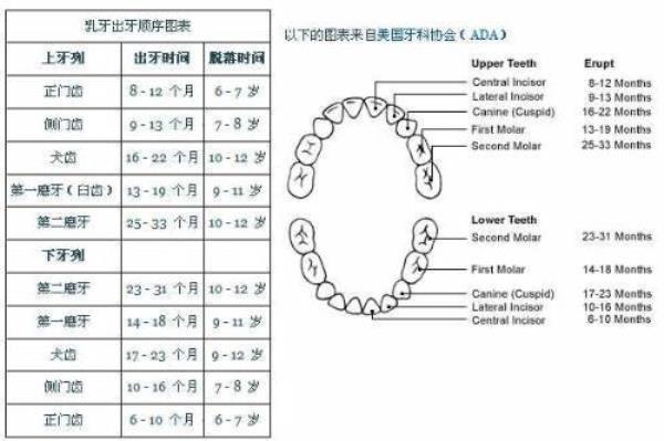 乳牙换牙时间表与顺序图片