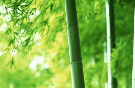 形容竹高雅的词