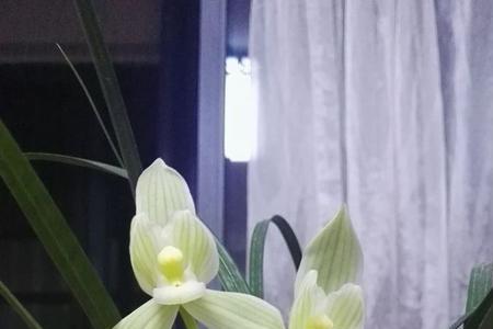 哪种兰花素气