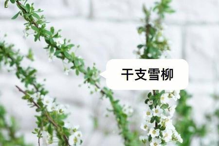 雪柳干枝是什么种出来的