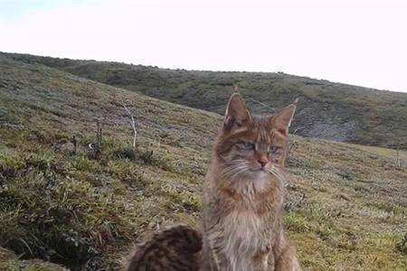 野猫关在笼子里多久可以驯服