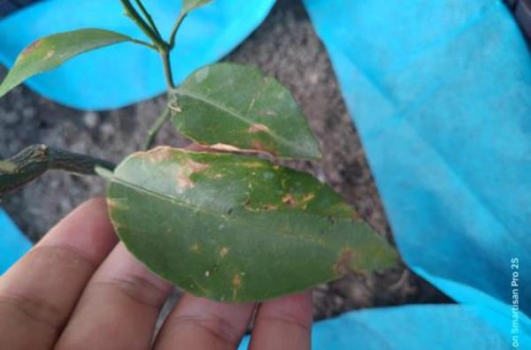 胺鲜脂磷酸二氢钾，噻虫嗪喷沃柑