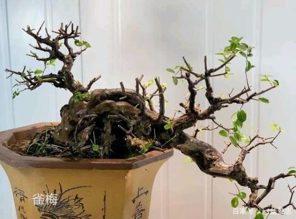 雀梅发芽多长时间能揭开薄膜