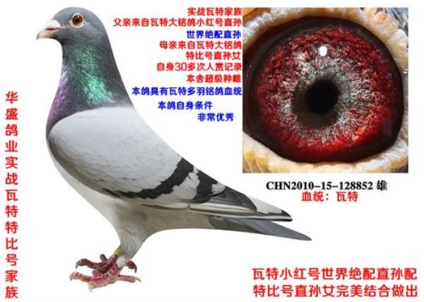 瓦特信鸽特点