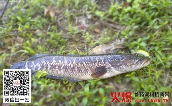 叉尾鮰饲料可以给黑鱼吃不