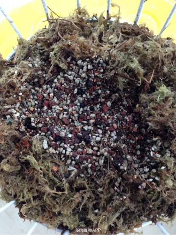 水苔泡发多长时间