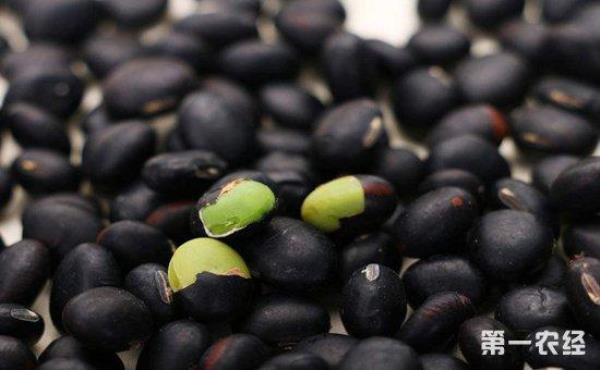黑豆是怎么种来的呀