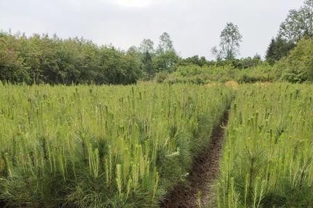 湿地松种植密度