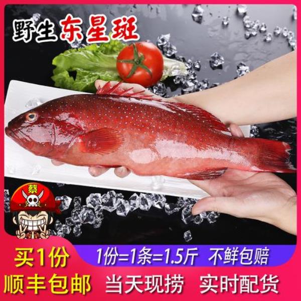 红石斑鱼是海鱼还是淡水鱼