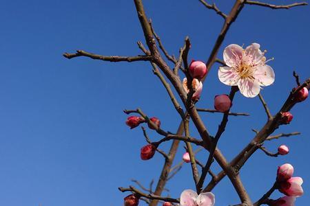 梅花休眠在几月